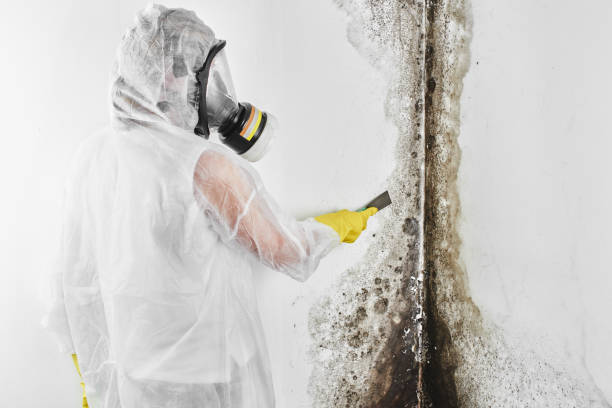 Best Commercial Mold Remediation in Mcdonough, GA