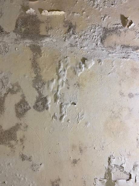 Best Post-Flood Mold Remediation in Mcdonough, GA