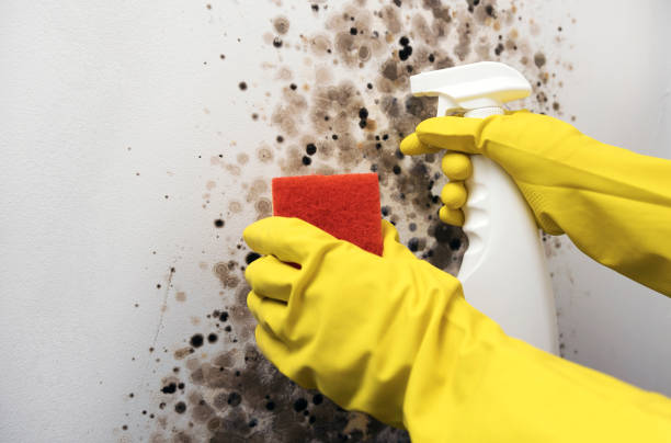 Best Residential Mold Remediation in Mcdonough, GA