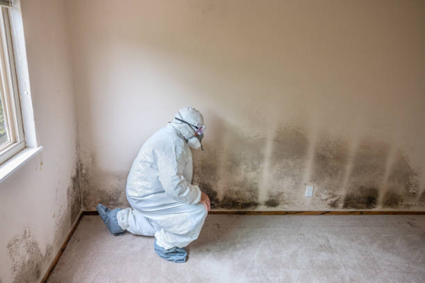 Best Residential Mold Remediation in Mcdonough, GA