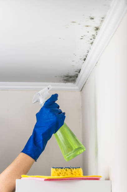 Best Kitchen Mold Remediation in Mcdonough, GA